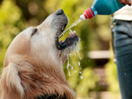 Los perros y el agua – Todo lo que tienes que saber